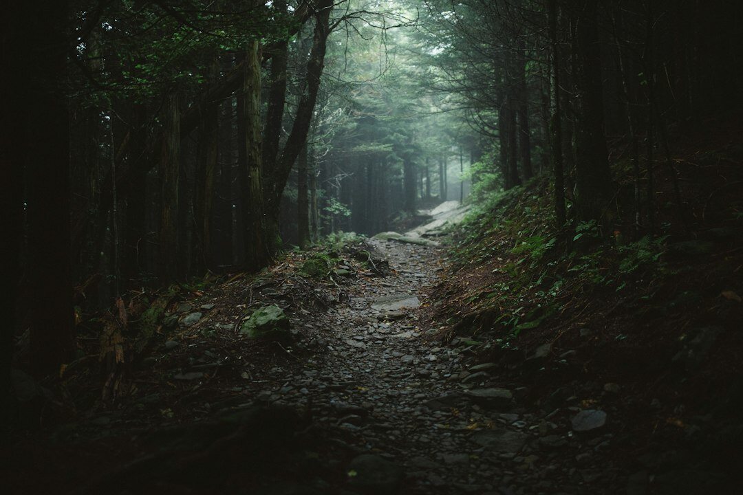 foggy forest path