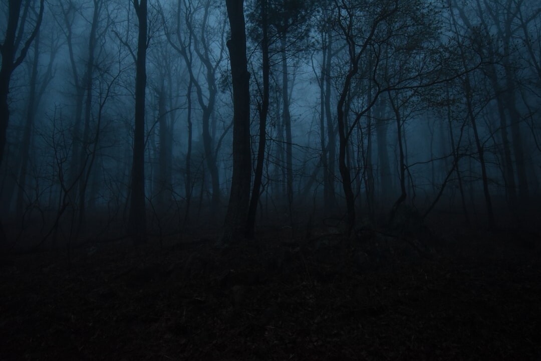 dark foggy forest