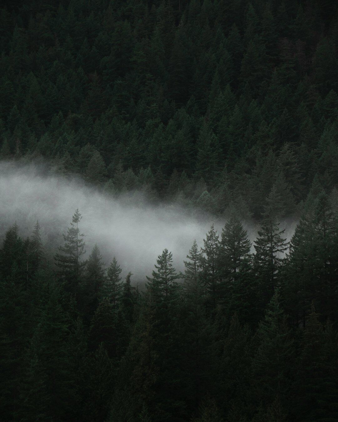 dark foggy forest